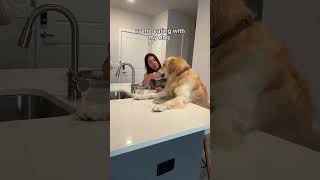 I want to say this is exaggerated but I cannot #dogshorts #goldenretriever #puppy #dogs #funnyvideos