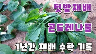 텃밭 곤드레나물 재배 기록, 곤드레나물 수확하기