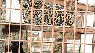 祝！卯月佐助とミワちゃんの間にジャガーの赤ちゃん誕生！！とべ動物園