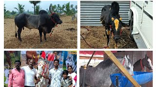 அந்தியூர் குருநாத சாமி திருவிழா 2023 | ANTHIYUR GURUNATHA SAMY TEMPLE FESTIVAL 2023