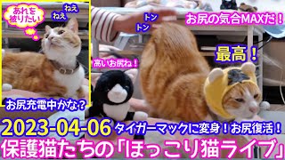 2023ｰ04−06 保護猫たちの「ほっこり猫ライブ」ハッチ＆マック＋黒猫めめ Cat live Stream in Japan -Cat Life TV