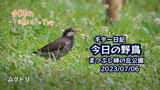 ギター日記　今日の野鳥　・　まつぶし緑の丘公園　2023年7月6日