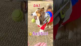 犬がボールを持ってこない理由がヤバすぎる⁉︎枯れ芝生事件の真相！#shorts