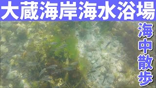 【MUSON Ultra1】大蔵海岸海水浴場を海中散歩してみた【アクションカメラ】