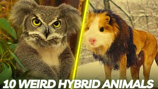 10 Scary Hybrid Animals That Really Exist| Hybrid| Animals| Bizzare Animals| Rare Animals