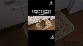 猫の鳴き声をなかやまきんに君にしても違和感ない説www#shorts #猫動画