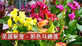 做好这几点，年年花开最艳，（彩色）马蹄莲的养护和管理。Colorful Calla Lily