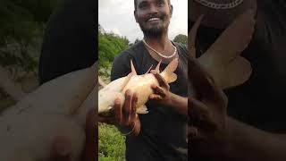 💥வலையில் மீன் இருந்ததே தெரியவில்லை💢🥲#village#viral#shorts#shortvideo#miss#ytshorts#fish#trending