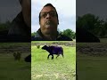 bison tries to save the cub cow wildbison bisonlove bison buddybison babybear rainbow trend