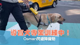 【導盲犬上課趣 Ep.48】導盲犬專業訓練中！ Osman閃避障礙物