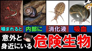 【ゆっくり解説】意外と身近にいる危険な生物　9選　近づくな！