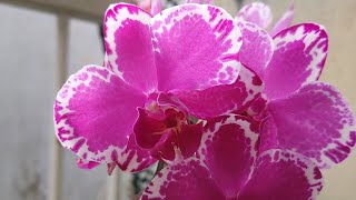 ミディ胡蝶蘭（カララ）midi type Phalaenopsis