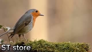 Beautiful Birds + Classical Music for RelaxationWatch w/o Watermarks @ ST stor.com/videos