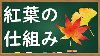 なぜ秋になると葉の色が変わる？