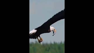 Prepare To Be Amazed: Witness The Power Of Eagle Hunting