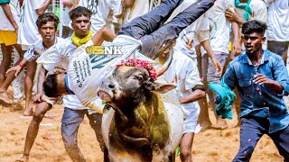 தரமான காளைகள் தரமான வீரர்கள் ஜல்லிக்கட்டு / BEST BULLS VS BEST PLAYERS IN JALLIKATTU PARTICIPATE