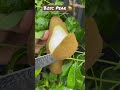 Bosc PEAR Fruit 🍐#shorts #fruit #fruitcutting #satisfying #food #pear #youtubeshorts