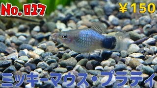 【生体紹介】No.017ミッキーマウス・プラティ【ふぶきテトラ】