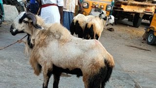 pileru sheep market//#sunday #pileru