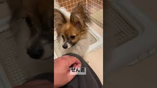 毛がモサモサに  成長Part2 /パピヨン 子犬 #shorts #子犬 #パピヨン #puppy