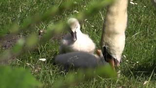 Höckerschwan mit Jungen