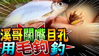 【★野溪挑戰!!用FLY釣有定竿神力的魚★】FLY fishing 飛蠅溪釣溪哥 闊嘴 目孔