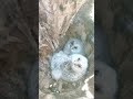 ふわふわなフクロウのヒナちゃん fluffy owls