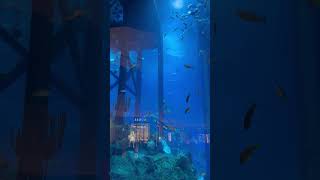 Aquarium Dubai Mall || Best place to visit in Dubai // Underwater zoo Dubai ♥️♥️