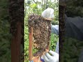 beehive daily check ups video honey