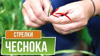 Срочно удаляйте стрелки чеснока ✔️ Зачем удалять стрелки