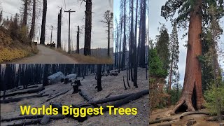 California Redwood And Sequoia Forests After Huge Fire Season. Devastating Forest Loss