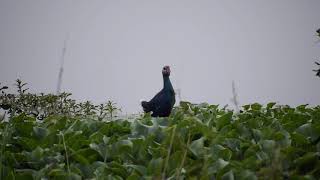 Gray-headed Swamphen l खरीम (जामनी वनमुर्गी) I Corvus macrorhynchos