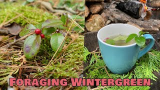 Brewing Wintergreen Tea — Delicious, Minty, Calming | Wild Food Foraging