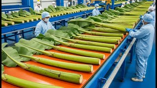 Inside The Most Advanced Banana Stem Factory (2026 Full Tour)