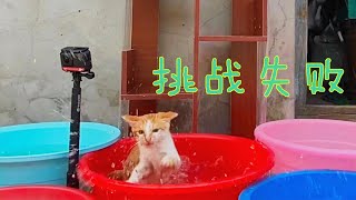 猫咪智商大考验：挑战爬梯子，失败即落水！