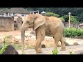 【アフリカゾウ 多摩動物公園】宝探し 飽きない工夫が盛りだくさんの運動場で過ごす砥夢｜i spent a day at tamazoo and discovered amazing things