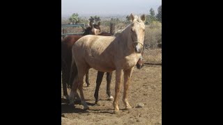 FOR BRANDY:  PALOMINO COLT FIRST TIME TIED