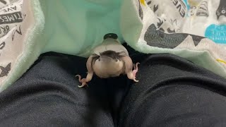 不安定な足場で巣作りするも、上手くいかなくて飼い主に訴えてくる文鳥  あずき  Java sparrow