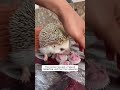 rescue a hedgehog and then this happened animalshorts shortvideo animalrescue