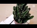 cactus indoor plants കള്ളിമുൾ ചെടി mystorybook shemija