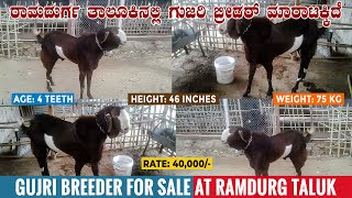 GUJRI GOAT BREEDER for Sale Ramdurg Taluk in Belgaum District Karnataka | Gujri Goat for Sale