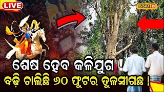 Live:ମିଳିଲା ୬୦ ଫୁଟର ତୁଳସୀ ଗଛ,ଦେଖିଛି Ramayan ଠାରୁ Mahabharat |Tulashi Tree |Cuttack|Local18|Odia News