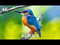 BIRDS in 4K | 2 Hours | Colorful Exotic Wild Bird Sounds Scenic Nature Rainforest Relaxing Music UHD