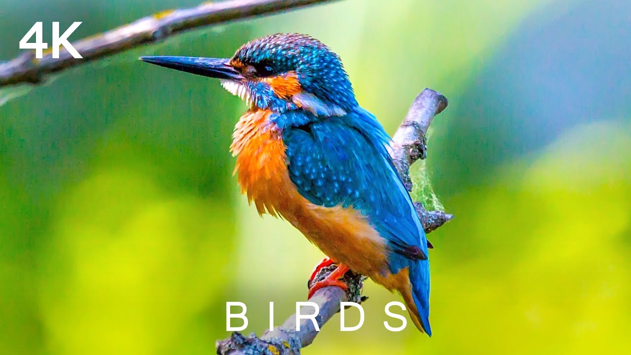 Birds In 4k 2 Hours Colorful Exotic Wild Bird Sounds Scenic Nature