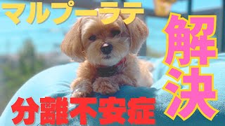 分離不安を解決するために必要な3つのこと【マルプーラテ解決！】