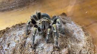 巴西巨人金直間-吃東西 Chaco golden knee tarantula 2021/03/21