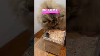 猫とクワガタ#shorts〜ペルシャ猫チンチラゴールデン