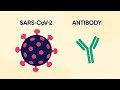 Monoclonal Antibody Therapy for COVID-19. What is it and how does it work?