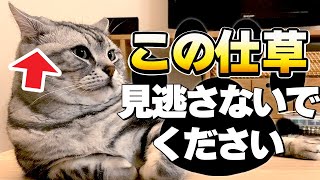 【猫の気持ち】猫が不満を感じているときの仕草 TOP7｜不満度別に解説します