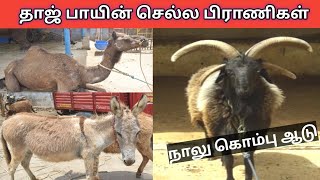 ஒட்டகம்,குதிரை,கழுதை,ஆடு - தாஜ் பாயின் மினி Zooo